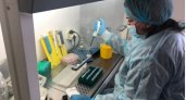 Ученые из Коми надеются реабилитировать после коронавируса при помощи хвои