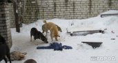 "Добрый город" нарушил условия исполнения муниципального контракта по отлову собак в Ухте