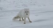 В Коми вахтовики кормят голодную полярную лисицу