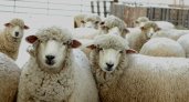 В Коми привезли 140 тонн овечьей шерсти из Узбекистана