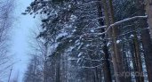 Спасатели Ухты эвакуировали двух замерших и неадекватных мужчин из леса Сосногорска