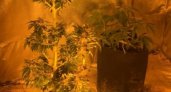 Житель Сосногорска выращивал в гараже 26 кустов марихуаны