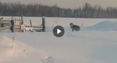 В Коми голодные волки вышли за добычей днем