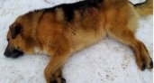 В Ухте полицейский застрелил бездомного пса