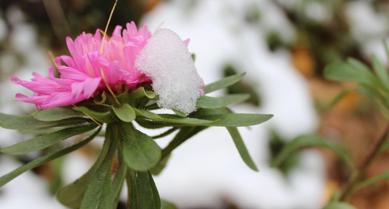 Предупреждение от МЧС: в Коми грядут первые заморозки