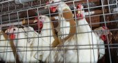 Россиянам запретили разводить на дачах кур и мелкую живность