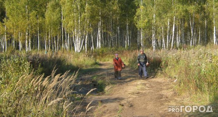 В Ухте спасатели вывели из леса потерявшихся супругов пенсионеров