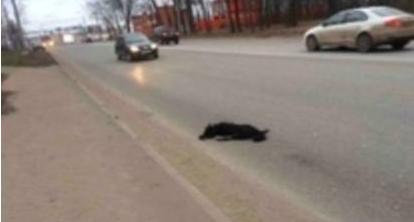 В Ухте на неосвещенной дороге сбили собаку, животное было на поводке