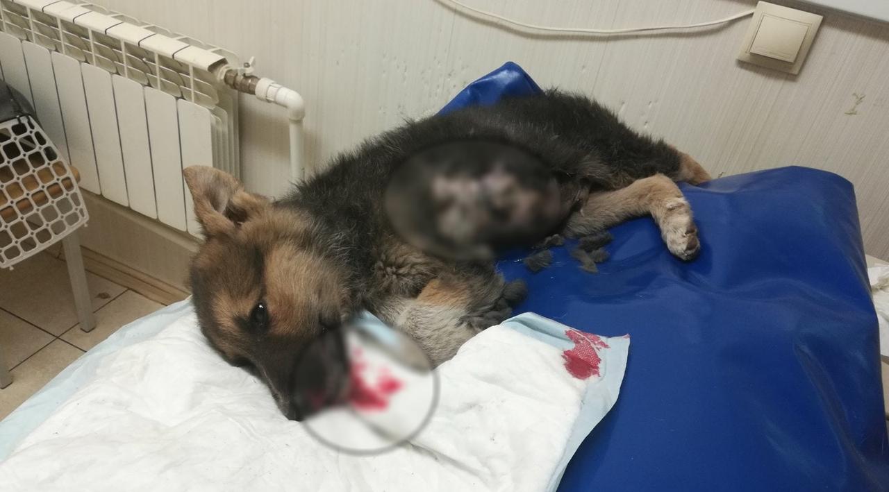 "Мне безразлично": в Коми живодер выкинул щенка с 4 этажа