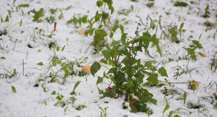 11 регионов России предупредили о снеге в начале сентября, в том числе и Коми