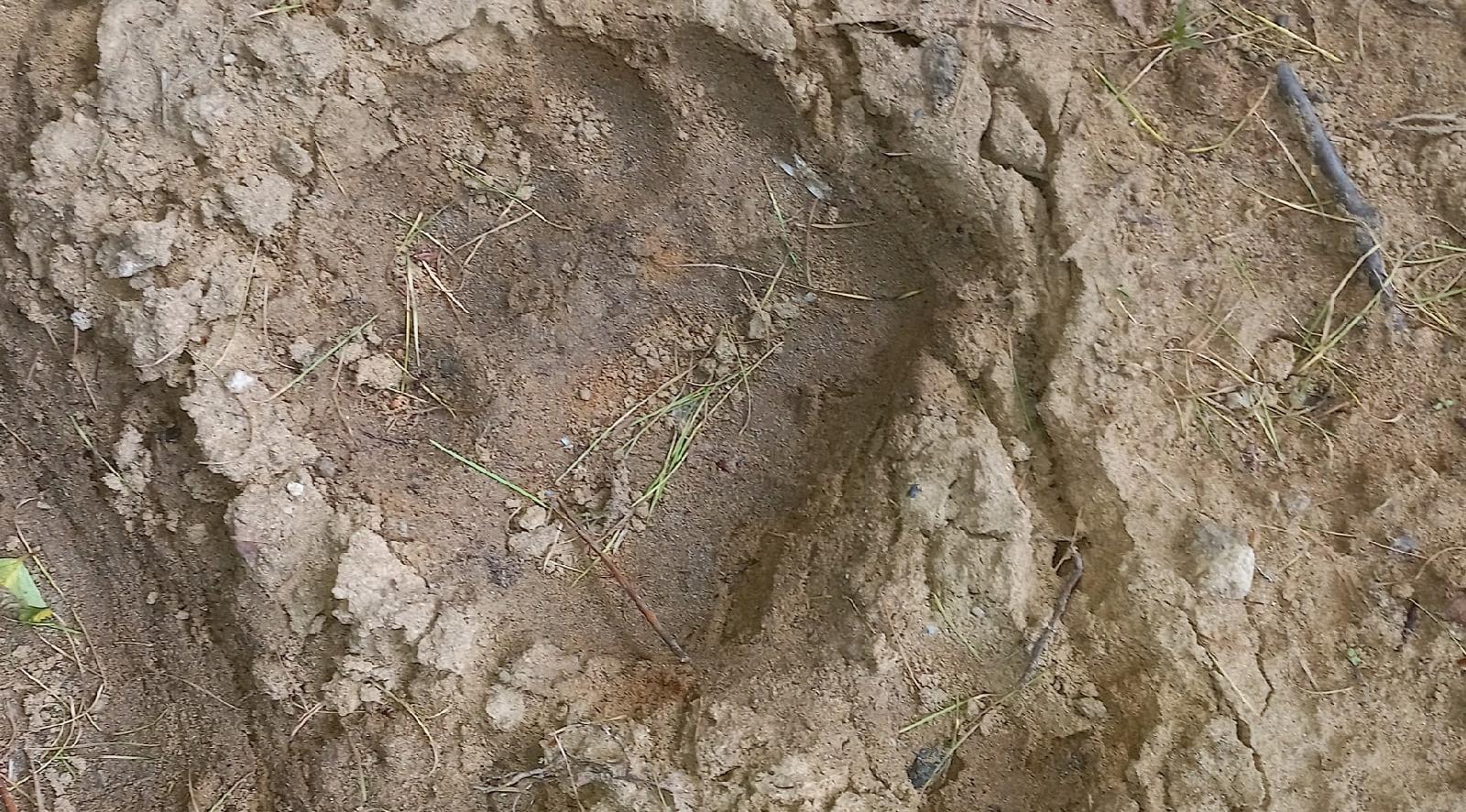 На кладбище в Ухте, вокруг свежих захоронений бродят медведи