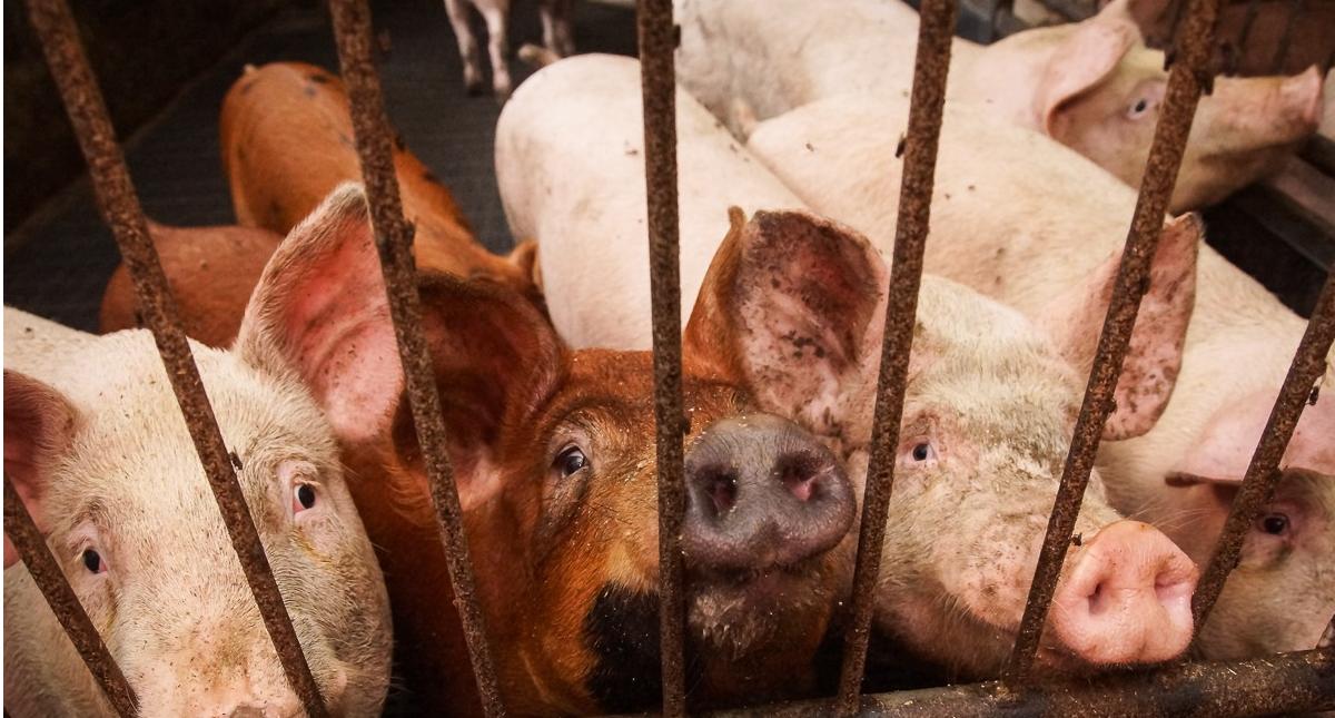 Республика Коми находится в опасности: идет африканская чума