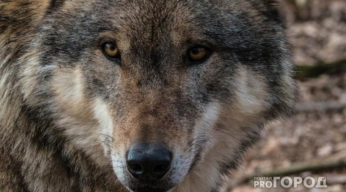 В Коми начались выплаты за добытых волков