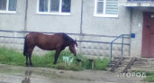 В Коми озверевший конь по неосторожности разбил своего железного собрата