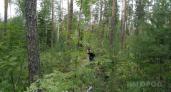 Ухтинские спасатели нашли грибника, который двое суток выживал в лесу