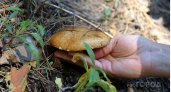 Минприроды Коми предложило ввести плату за сбор грибов 