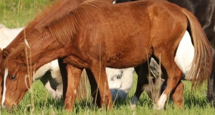 "Если видели, сообщите!" в Ухте потеряли лошадь
