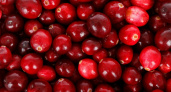 Ученые подтвердили полезные свойства клюквы