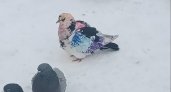 Жители Коми заметили очень необычного голубя
