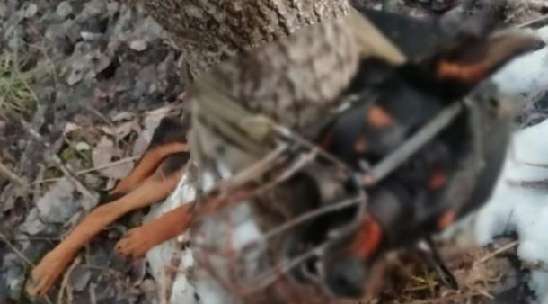 Житель Коми получил наказание за зверское убийство собаки