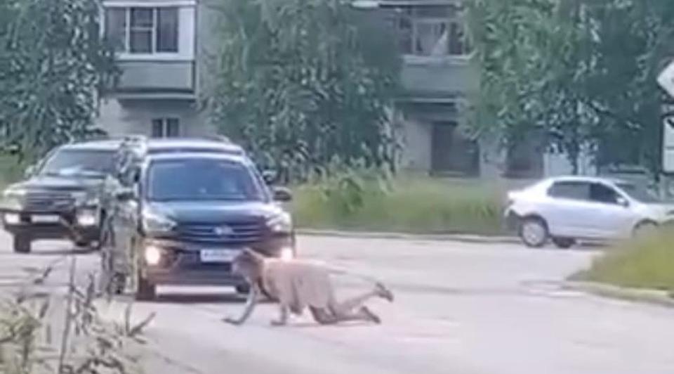 Женщина легла перед кортежем Владимира Уйбы и не пропускала машины