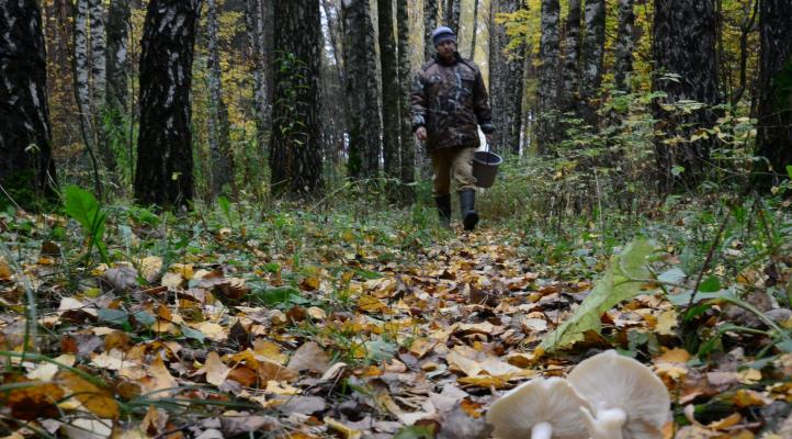В Сосногорске мужчина 4 дня плутал в лесу