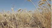 Ученый заявил о приближающейся разрушительной засухе