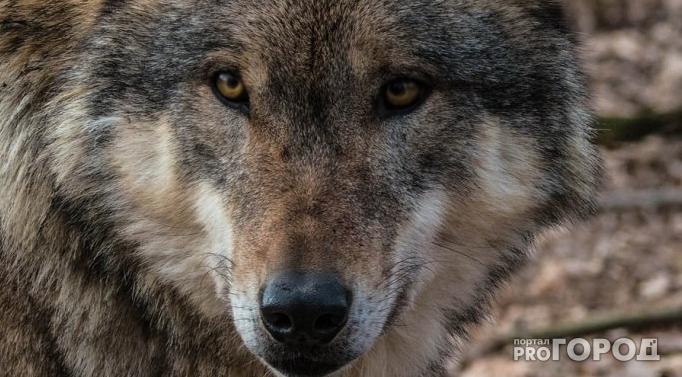 Волки стаями атакуют жителей Коми