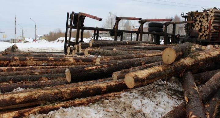 В России с 2022 года запрещается экспорт необработанной древесины