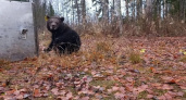 В Коми привезли медвежат-сирот из тверского Центра спасения