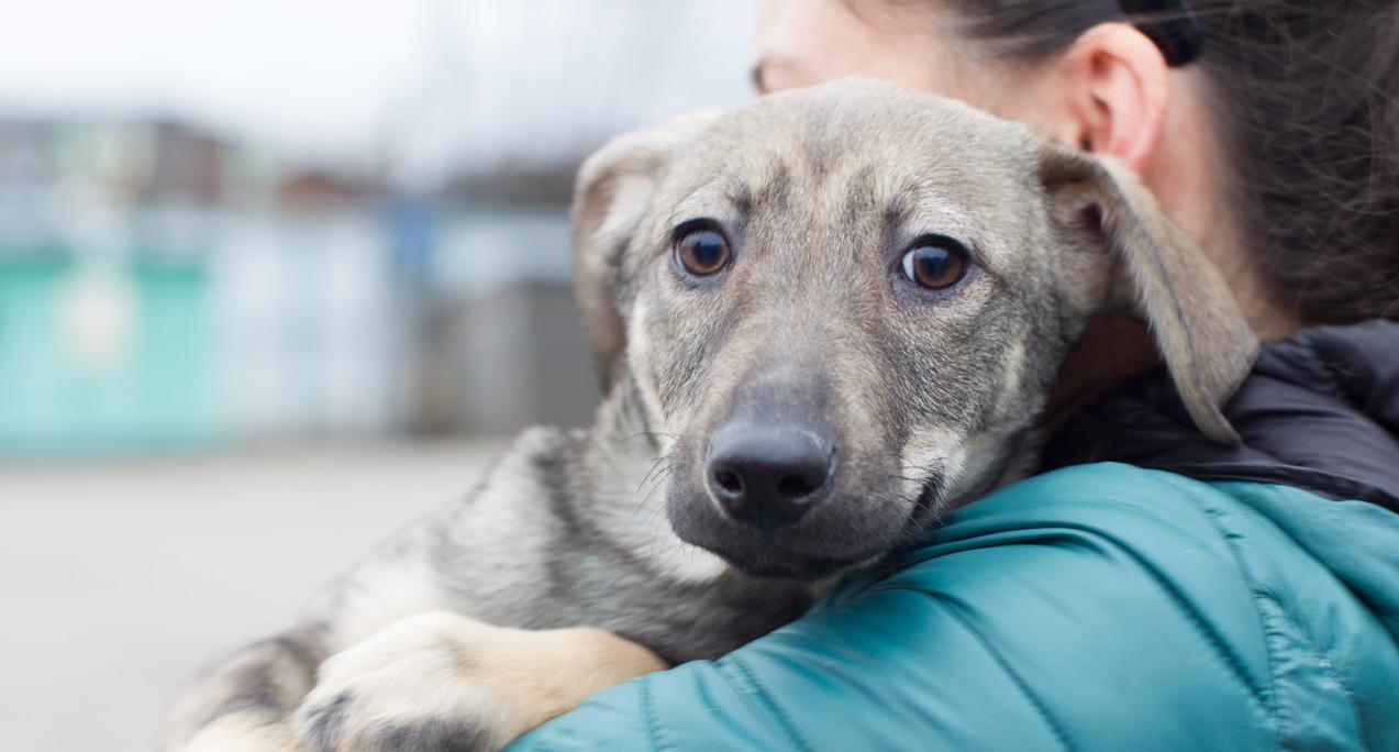 "Ничего святого": в Ухте мошенники пытаются нажиться на любви горожан к животным