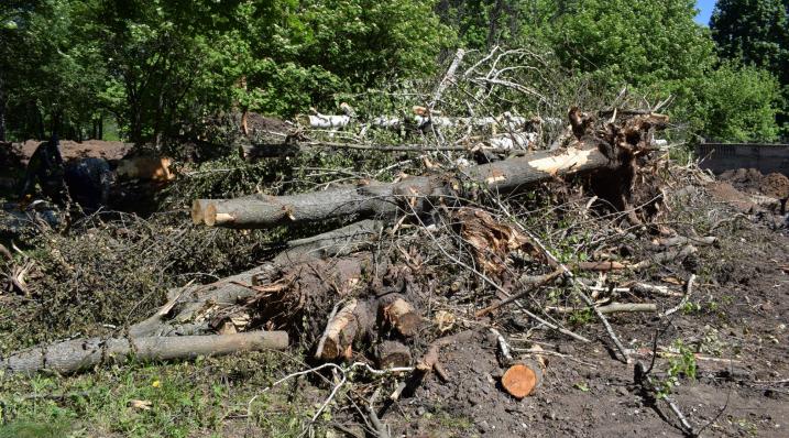 В одном из городов Коми чиновники пустили под топор 458 деревьев