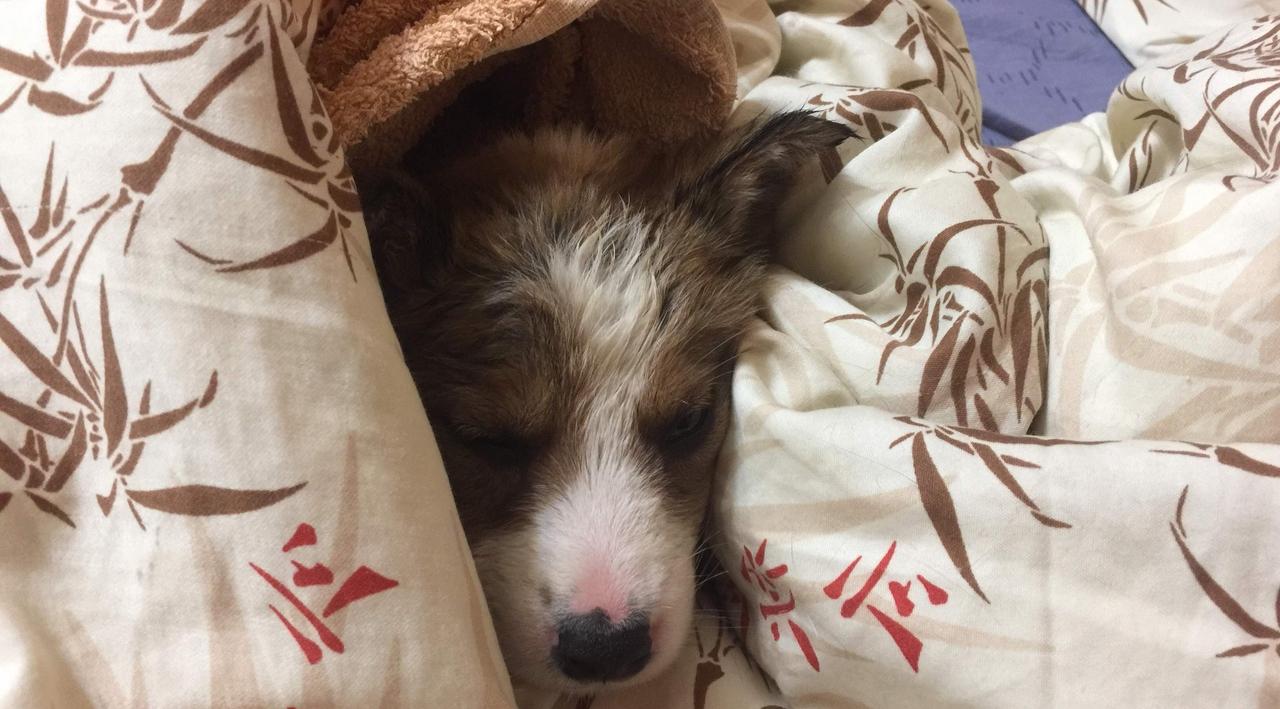 В Сосногорске спасли щенка из бетонного плена