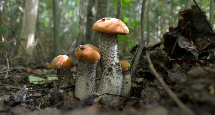 Ухтинский грибник с 50-летним опытом раскрыл тайны большого "улова" грибов