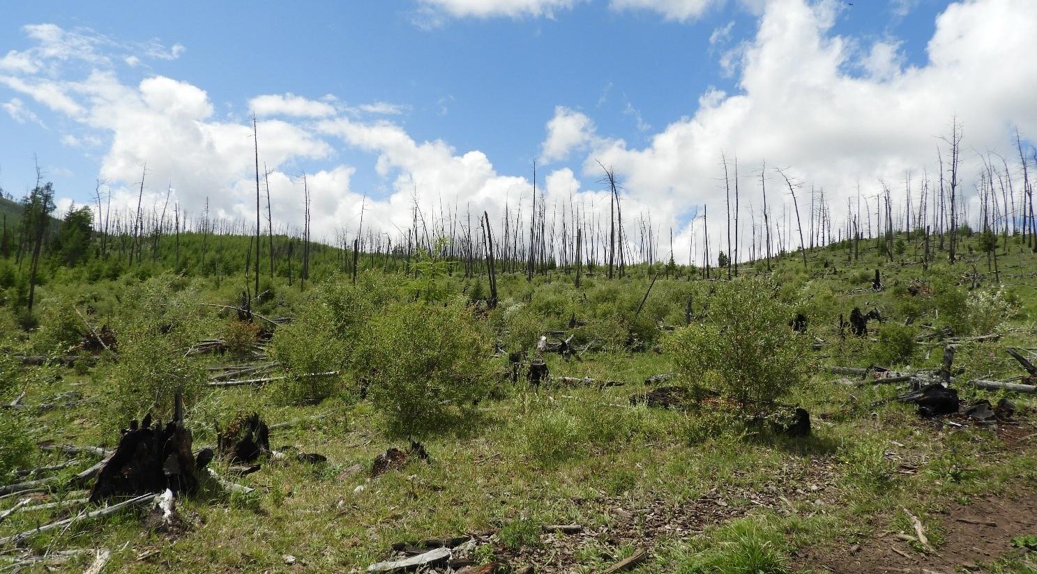 В Коми хотят восстановить вырубленные леса