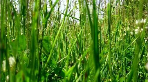 Аграрии Коми опасаются за урожай травы из-за жаркой погоды 