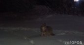 "Полное истребление": в Коми продлили сроки охоты на лося и волка
