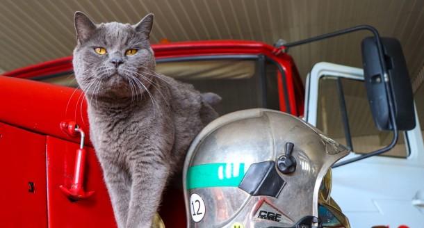 В Коми уже больше шести лет служит кот-пожарный
