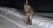 В Коми волки начали выходить в населенные пункты