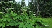 В Коми одобрили план по борьбе с борщевиком в течении трех лет