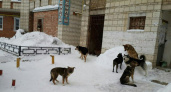 В Коми хотят создавать специальные организации для отлова собак