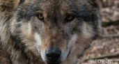"Два трупа!": волки снова начали терроризировать жителей Коми