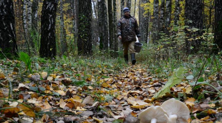 В Коми чудом удалось найти потерявшуюся в лесу 80-летнюю бабушку