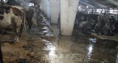 На одной из ферм в Коми коровы буквально тонут в навозе