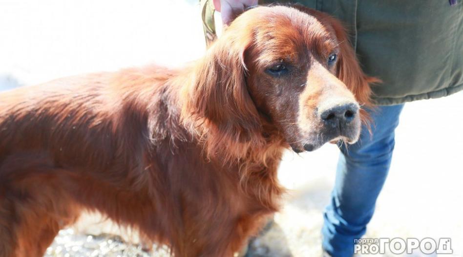 В Госдуму внесли законопроект о штрафах для недобросовестных владельцев домашних животных