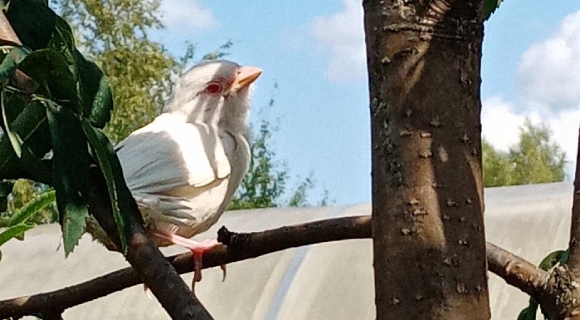 В Сосногорске нашли редчайшего белого воробья