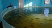 В Коми хотят нарастить производство рыбы до 200 тонн в год