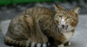 Ухтинки "попросили" спасателей выгнать агрессивную кошку из дома