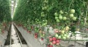 Огурцы и томаты, выращенные в Коми, продаются по всей России