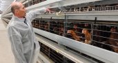 "Жители Коми не останутся без яиц": Зеленецкая птицефабрика модернизировалась